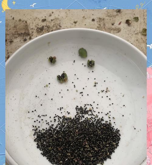 大海星仙人球的种植步骤是什么？