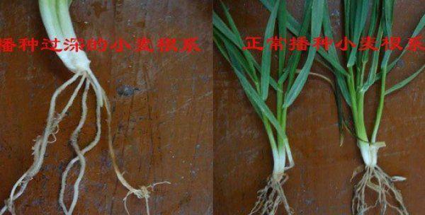 大海星仙人球的种植步骤是什么？