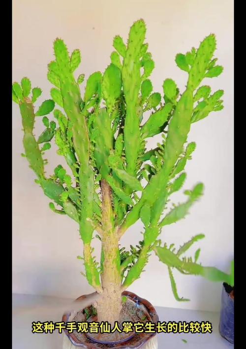 仙人掌细刺快速生长的秘诀是什么？