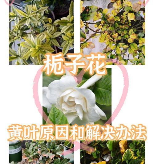 仙人球浇栀子乌龙茶的正确方法？