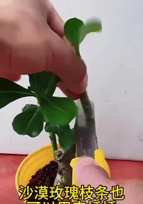 路边的玫瑰花扦插方法是什么？