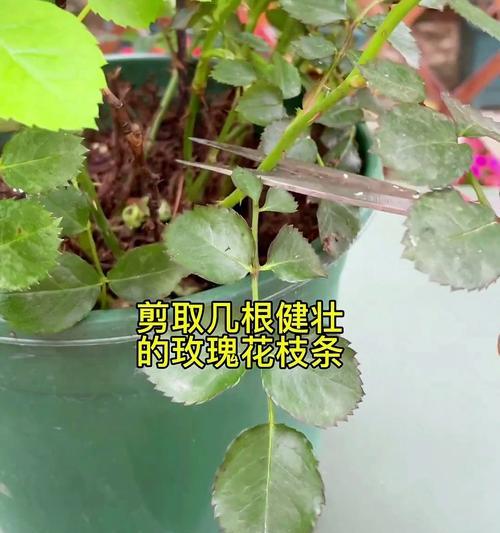 路边的玫瑰花扦插方法是什么？