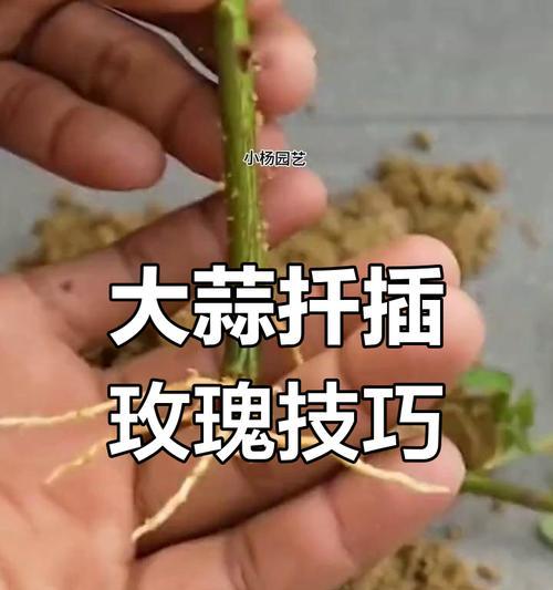 路边的玫瑰花扦插方法是什么？