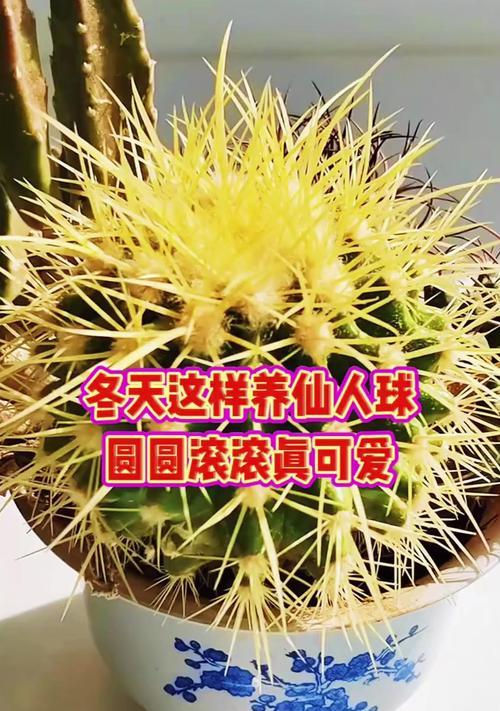 仙人球耐寒养护需要注意哪些要点？