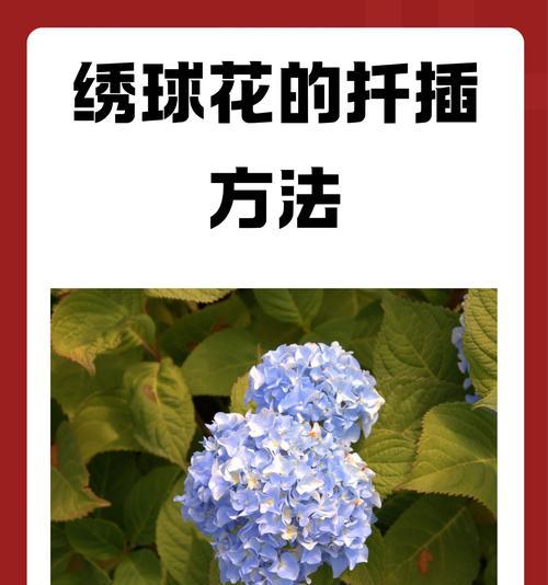 鲜花扦插玫瑰花的步骤和技巧有哪些？