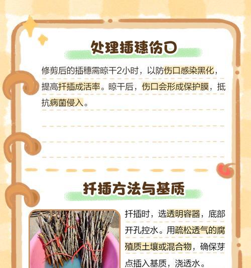 鲜花扦插玫瑰花的步骤和技巧有哪些？