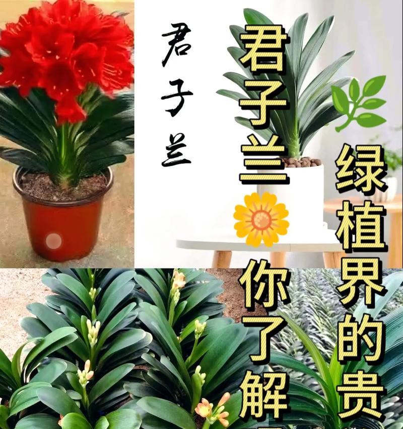 大红君子兰苗的养护和浇水方法是什么？