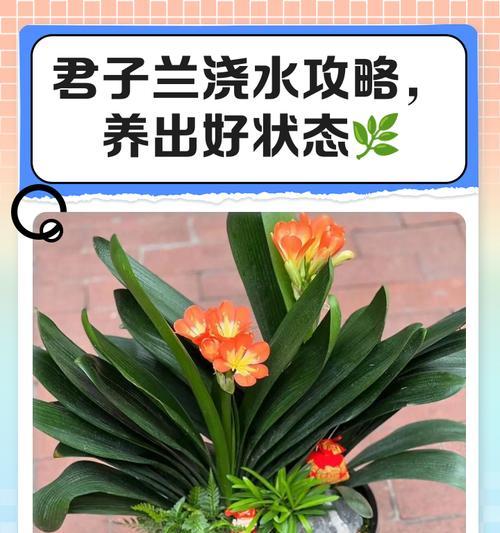 大红君子兰苗的养护和浇水方法是什么？