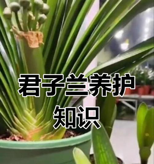 君子兰造形盆栽的养护管理技巧有哪些？