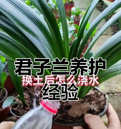 君子兰造形盆栽的养护管理技巧有哪些？