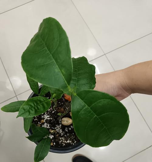 办公室仙人掌枯萎的处理方法是什么？