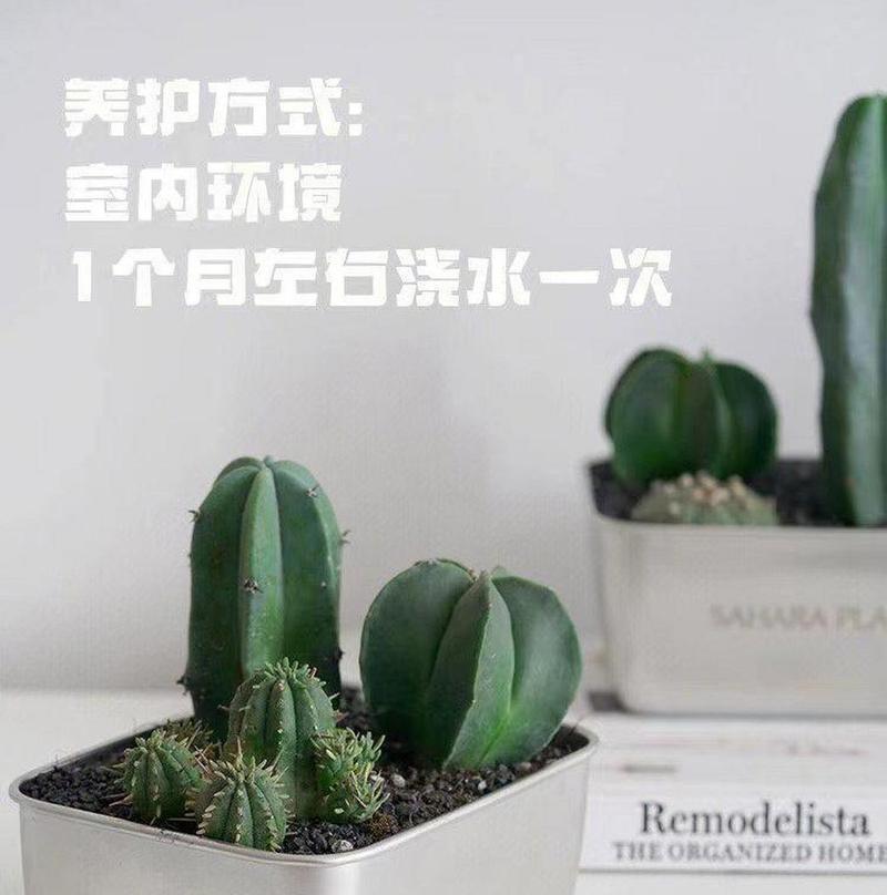 办公室仙人掌枯萎的处理方法是什么？
