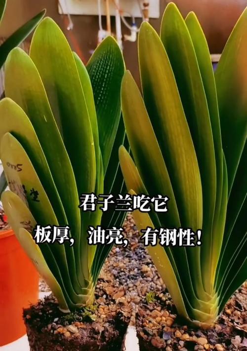 君子兰秋季施肥的最佳肥料选择是什么？