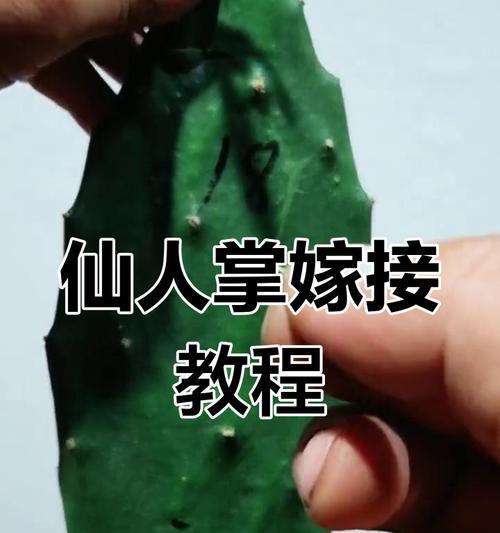 多片仙人掌嫁接蟹爪兰的步骤是什么？