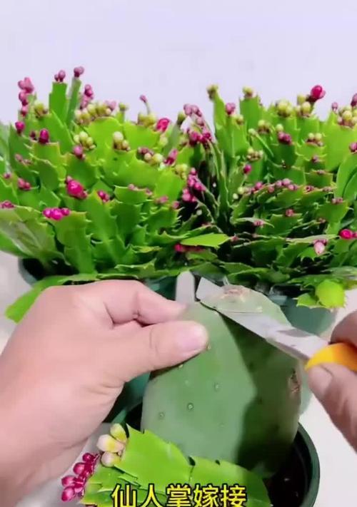 多片仙人掌嫁接蟹爪兰的步骤是什么？