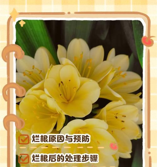 君子兰种子催芽烂掉的原因是什么？