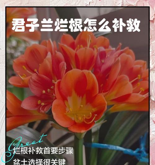 君子兰种子催芽烂掉的原因是什么？