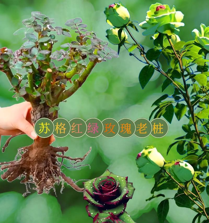 玫瑰花花蕊烂掉的原因有哪些？