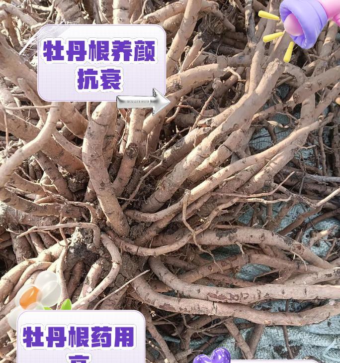 牡丹花侧芽的正确处理方法是什么？