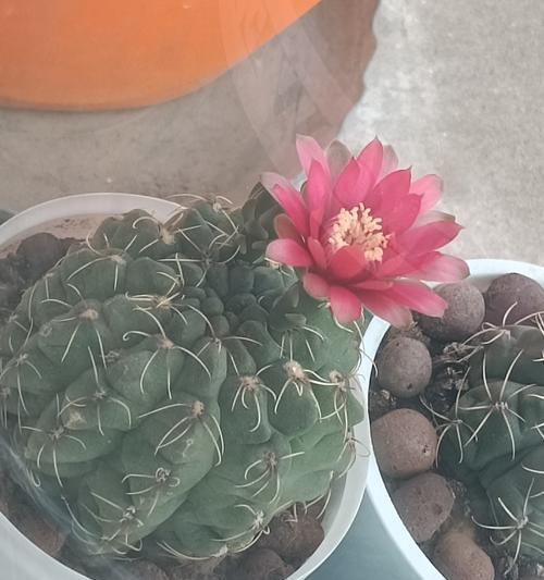 没长刺的仙人球属于哪种品种？