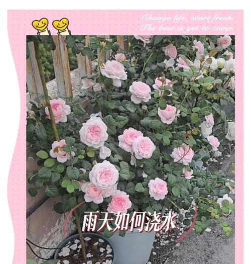 下雨天仙人球的浇水方法是什么？