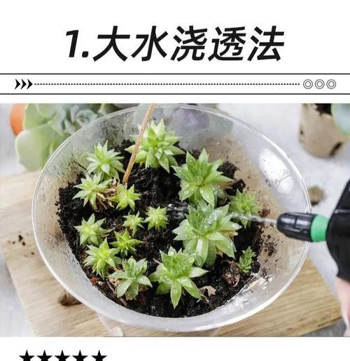 下雨天仙人球的浇水方法是什么？