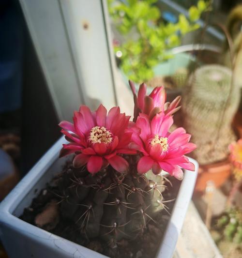 仙人球栽种后颜色变浅的原因是什么？