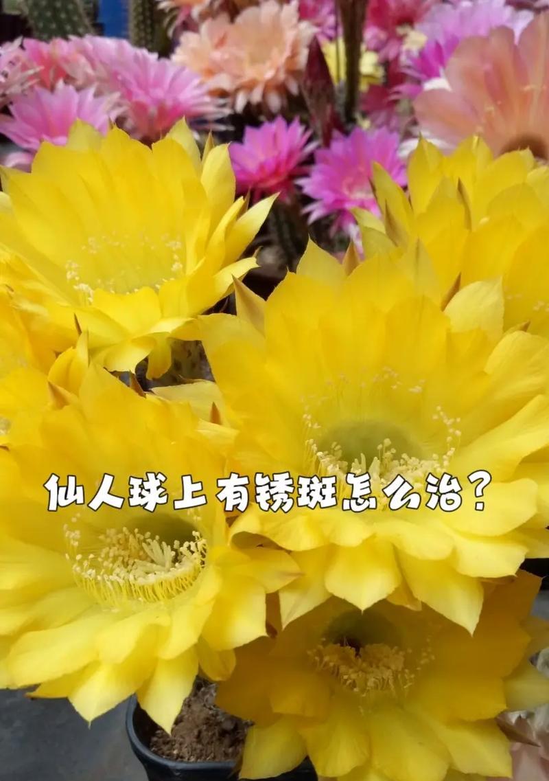 仙人球栽种后颜色变浅的原因是什么？