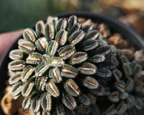仙人球裸根开花的条件和原因是什么？