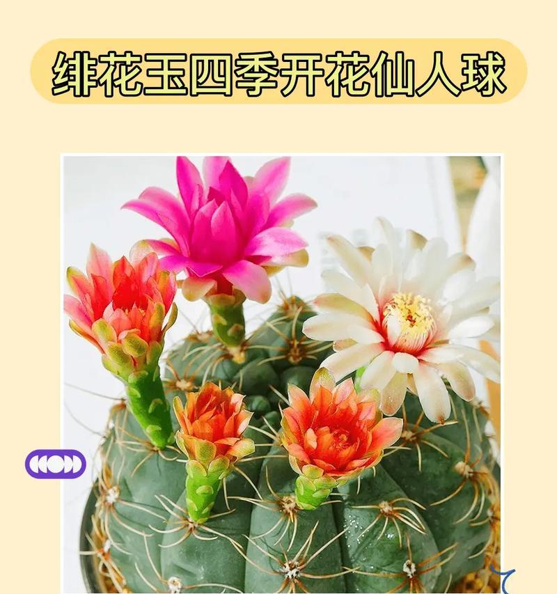 仙人球裸根开花的条件和原因是什么？