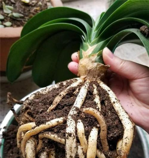 君子兰球形土种植方法是什么？