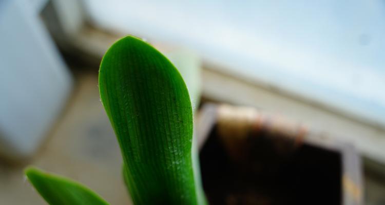 君子兰球形土种植方法是什么？
