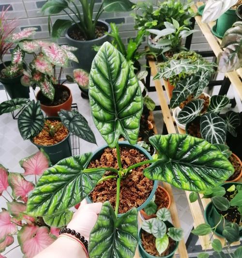 开花仙人球生长停滞的原因是什么？