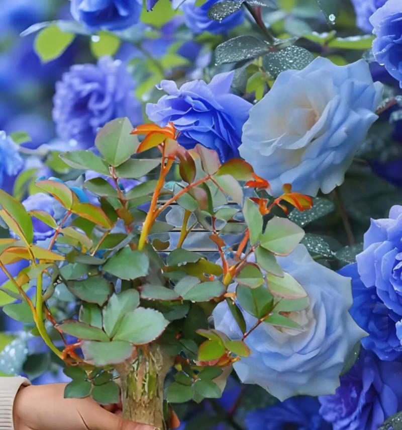 娟子种玫瑰花的步骤是什么？