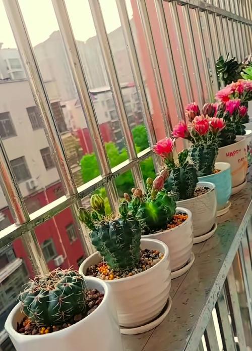 栽仙人球时花盆里应该放置什么？