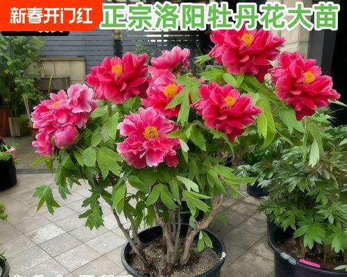 牡丹花多色树苗的养护技巧是什么？