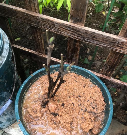 牡丹花多色树苗的养护技巧是什么？