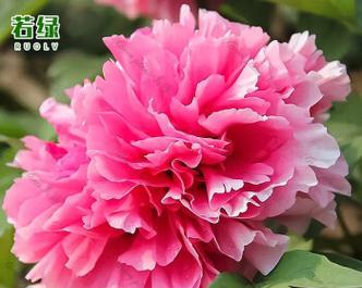牡丹花多色树苗的养护技巧是什么？