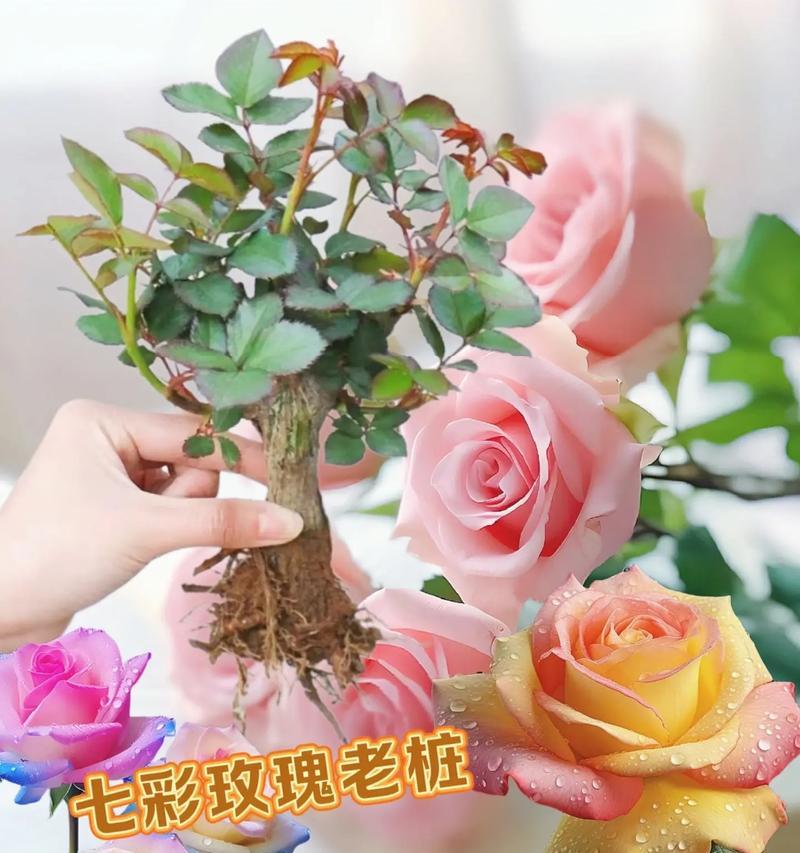玫瑰花鲜花的种植方法有哪些？