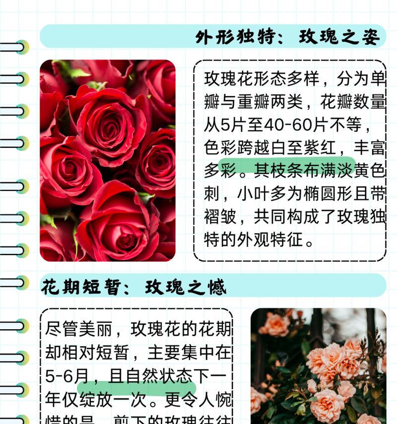 玫瑰花鲜花的种植方法有哪些？