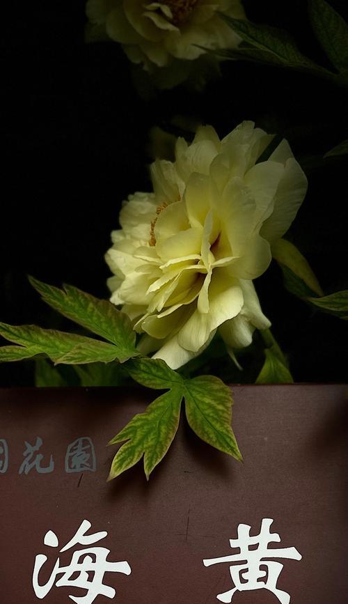 牡丹花晚上换叶子的应对措施是什么？