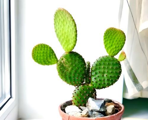 仙人掌怕冰冻吗？冬季应该怎么养护？