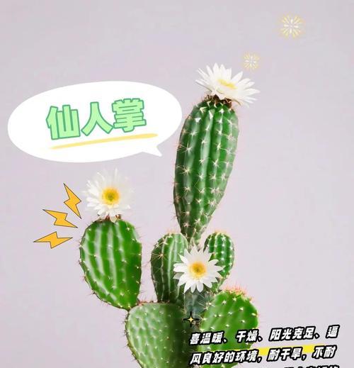 仙人掌怕冰冻吗？冬季应该怎么养护？