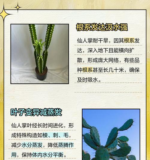 仙人掌怕冰冻吗？冬季应该怎么养护？