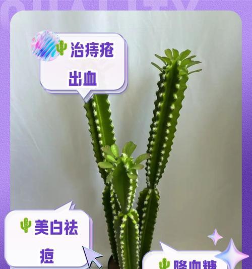 将军仙人掌的种植方法是什么？