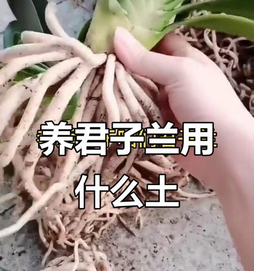 君子兰砖用土种植的正确方法是什么？