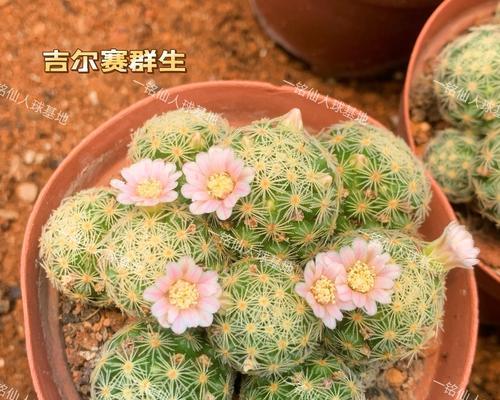 雪带刺的仙人球是什么品种？