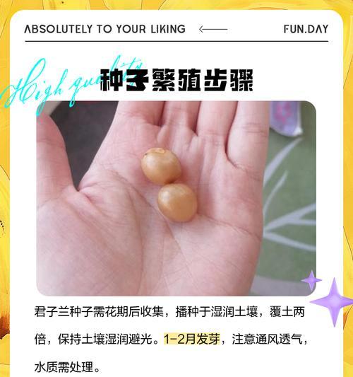 君子兰插枝怎样才能更容易存活？