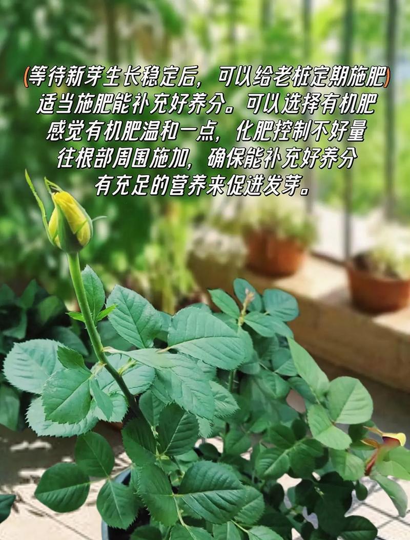 大伯家的玫瑰花应该如何养护？