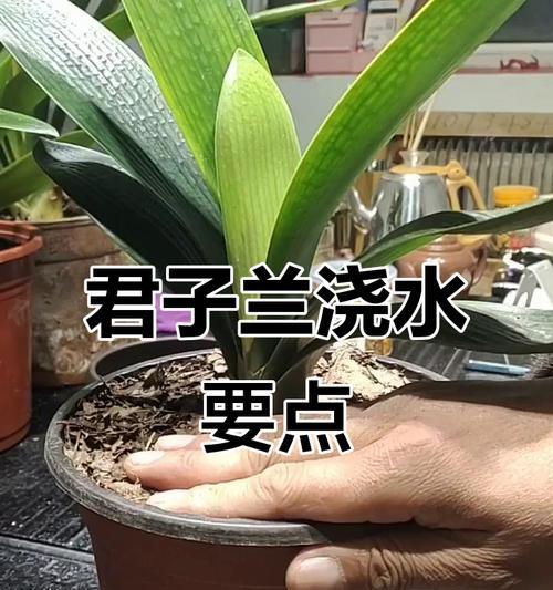 君子兰多久浇水一次比较好？